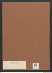 Diatomeae indet. (de-Toni-Nr.: Species 2036 ?) Zeichnungen Sammlung Grunow Mappe 02374 (Herbarium_W_Grunow_drawings_Folder_02374)